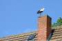 Kirche Crussow, Storch